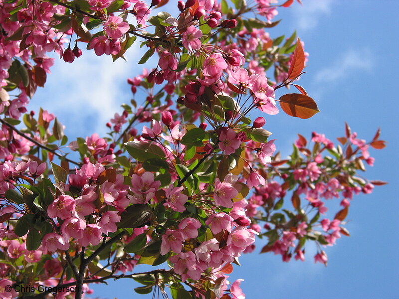 Photo of Tree in Bloom(2862)