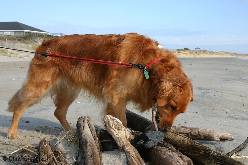 Photo of Murphy, Golden Retriever(2899)