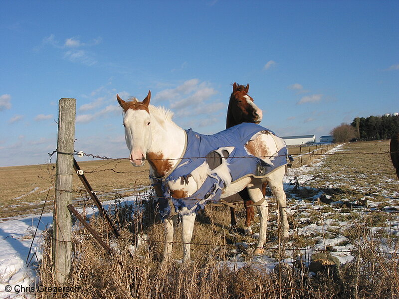 Photo of Two Horses in a Pasture(2921)