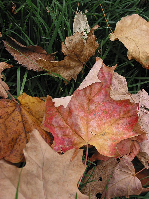 Photo of Maple Leaf on Green Grass in Fall(2995)