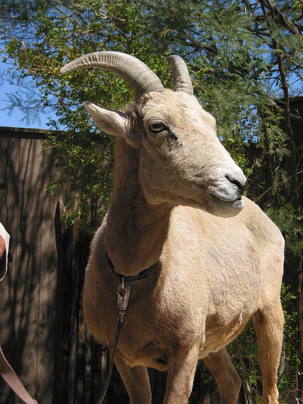 Photo of Big Horn Sheep(3009)