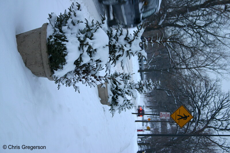 Photo of Planters With Pine Trees on Parkway(3066)