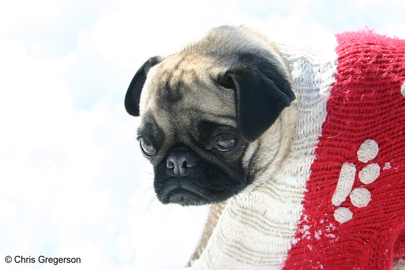 Photo of Pug(3108)