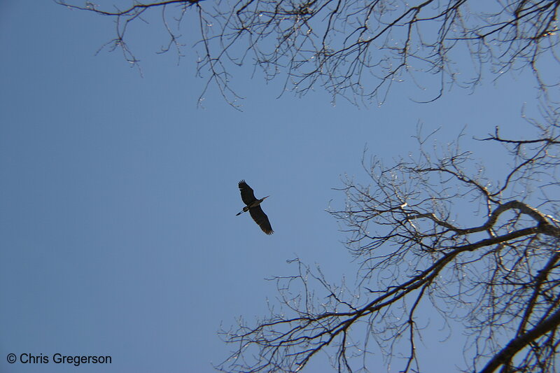 Photo of Great Blue Heron in Flight(3136)