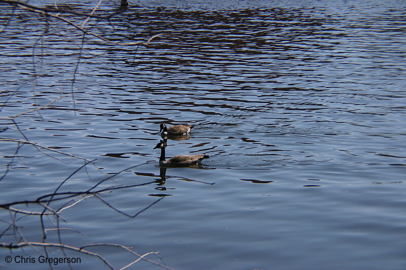 Photo of Car in the Milk Carton Boat Race(3155)