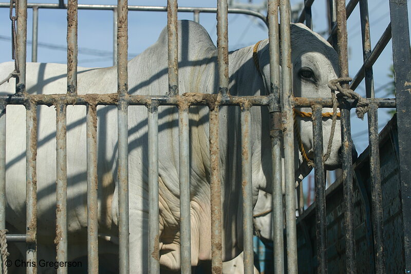 Photo of Cow Going to Market, the Philippines(4348)