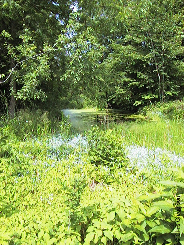 Photo of Marsh at the Wildflower Garden(477)