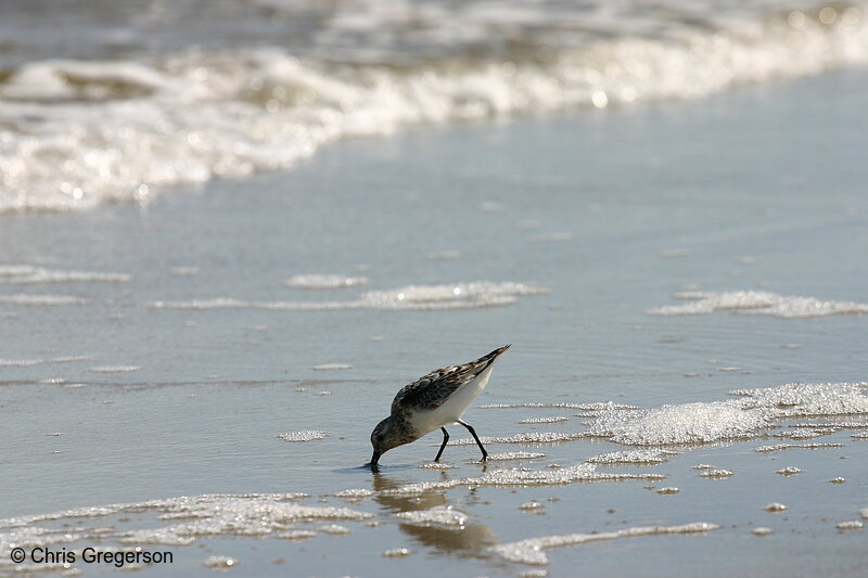 Photo of Sandpiper with Beak in the Surf(4961)