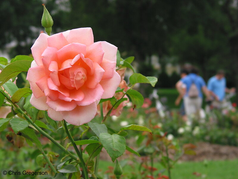 Photo of Pink Rose at the Lyndale Rose Gardens(5246)