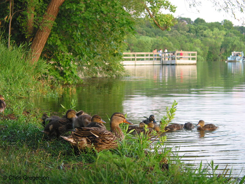 Photo of Family of Ducks on the Shore of Lake Harriet(5255)