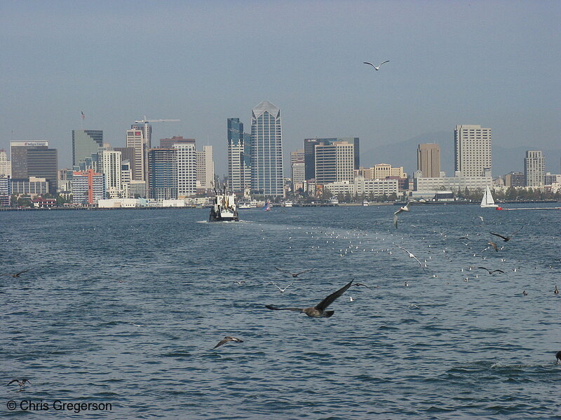 Photo of Fishing Boat, Seagulls, and the San Diego Skyline(5315)