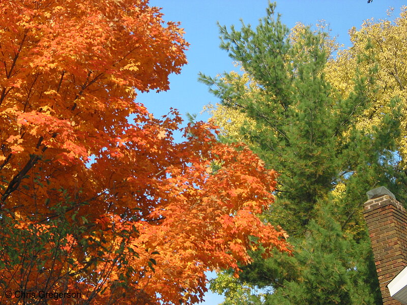 Photo of Red and Green Leafs During Autumn(5338)