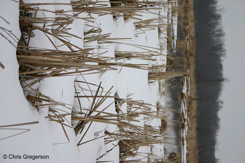 Photo of Snow-Covered Marshland in Wisconsin(5478)