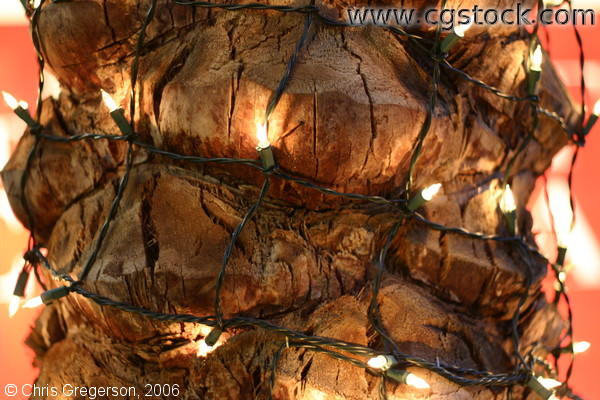 Photo of Bark of a Palm Tree with Christmas Lights(5492)