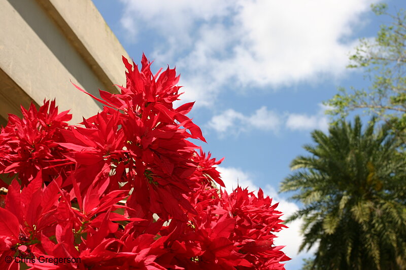 Photo of Poinsettia in Bloom in Tagaytay, Philippines(5521)