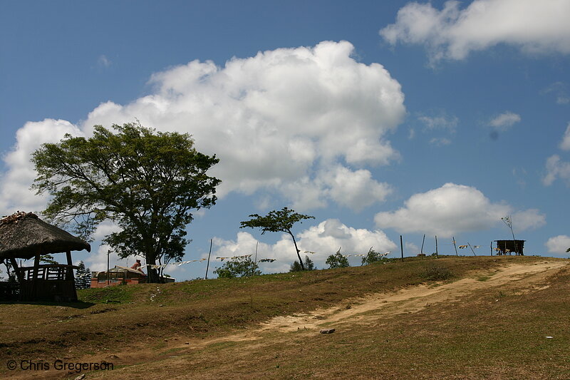 Photo of Tree Swaying in the Strong Wind(5523)