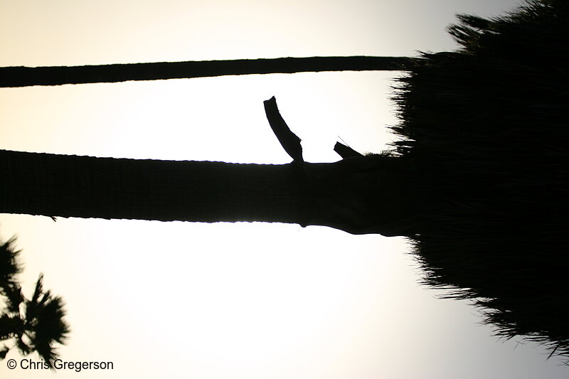 Photo of Palm Tree Silhouette, Venice Beach, LA(5615)