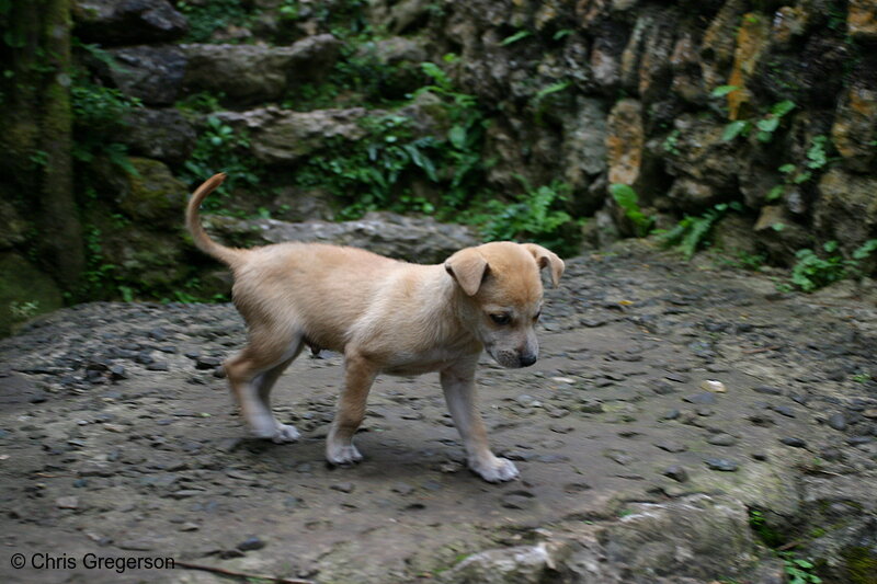 Photo of Puppy Along the Walkway of Tam-Awan Village, Baguio City(5788)