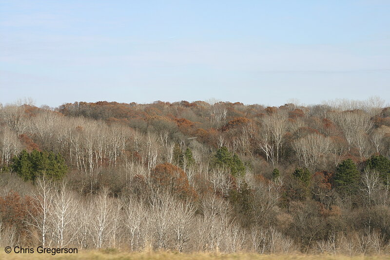 Photo of Birch Trees in Late Fall, Wisconsin(6300)