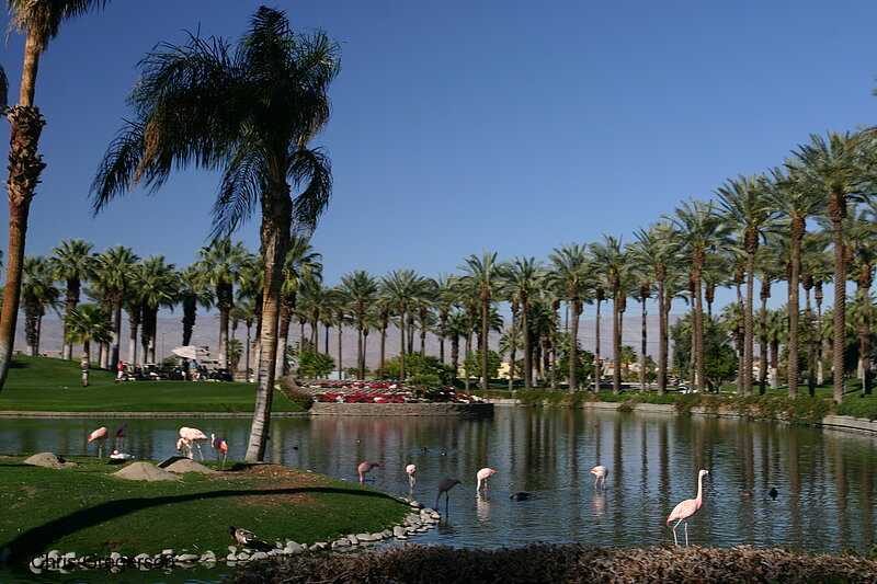 Photo of Pond and Pink Flamingos, Marriott Desert Springs Hotel(6441)