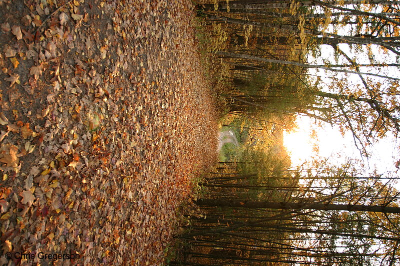 Photo of Rural Wisconsin Road Through the Woods(6557)