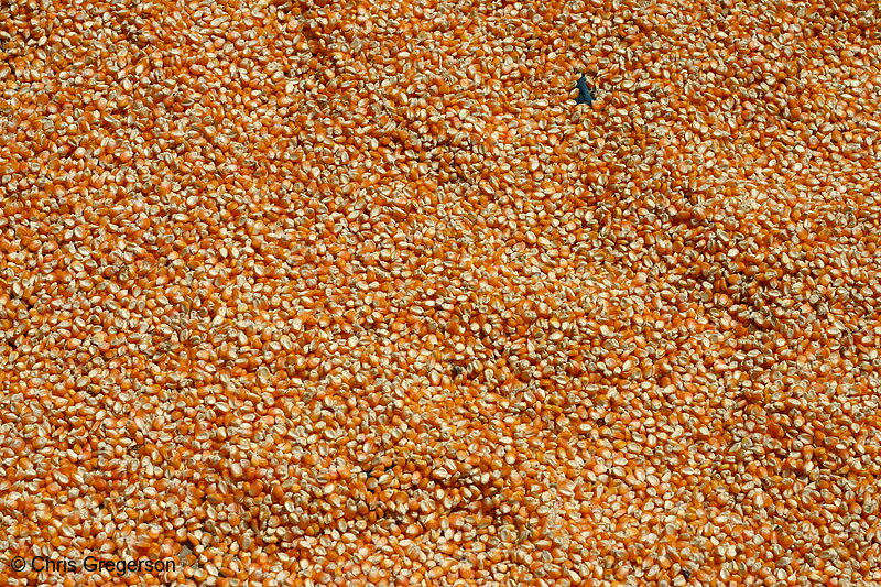 Photo of Corn Drying Outdoors in Ilocos Norte, the Philippines(6687)