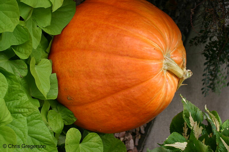 Photo of Punkin(6948)