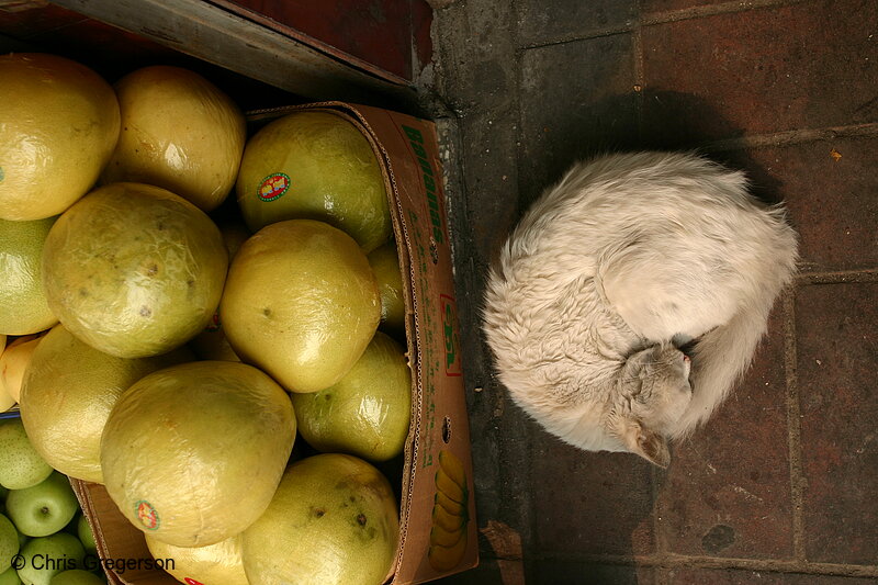 Photo of Sleeping Cat in Chinese Marketplace(7052)