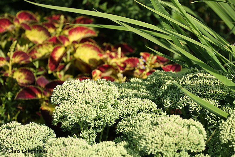 Photo of Close of of Plants at the Lyndale Park  Gardens(7096)