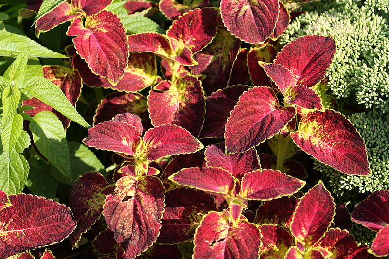 Photo of Hostra and Other Plants, Lyndale Park(7102)