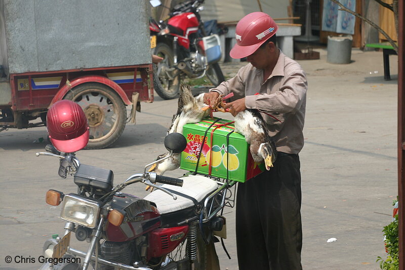 Photo of Packing Live Ducks on a Motorcycle(7272)