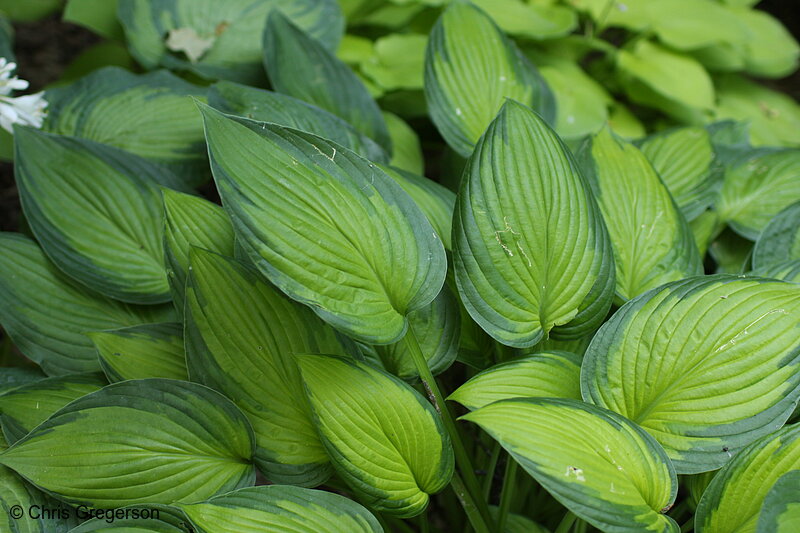 Photo of Hosta Leafs, Minnesota Landscape Arboretum(7345)