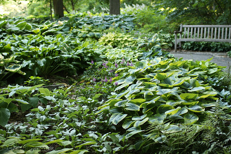 Photo of Hosta Glade, Minnesota Landscape Arboretum(7346)