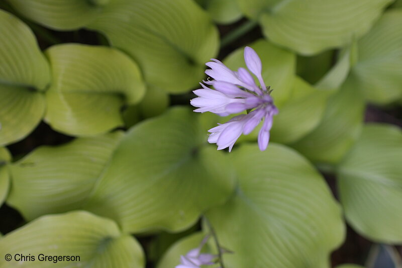 Photo of Hosta Flower, Minnesota Landscape Arboretum(7347)