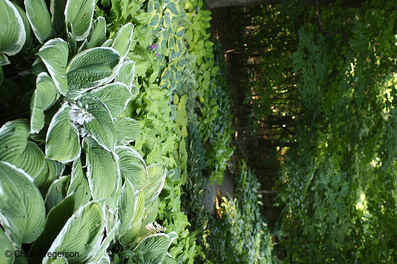 Photo of Hosta Glade, Minnesota Landscape Arboretum(7348)