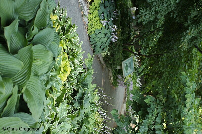 Photo of Hosta Glade, Minnesota Landscape Arboretum(7350)