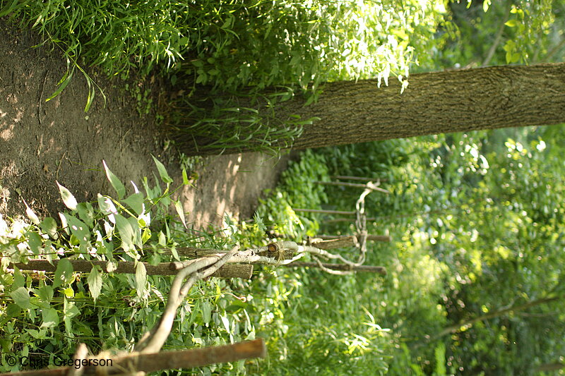 Photo of Walking Trail, U of M Landscape Arboretum(7359)