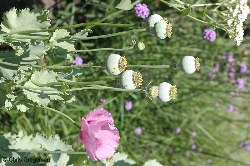 Photo of Poppies at the Noerenberg Memorial Gardens, Orono, MN(7373)