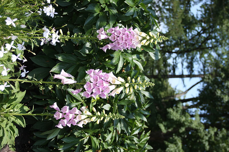 Photo of Foxglove at the Noerenberg Memorial Gardens(7375)