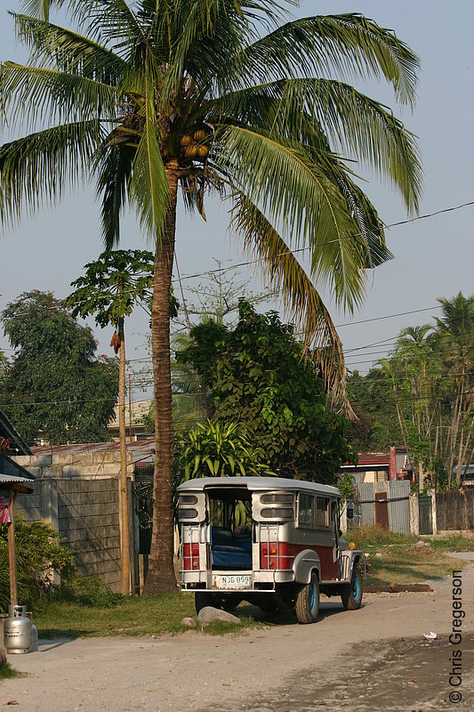 Photo of Jeepney Parked Under a Coconut Tree, Angeles City(7767)