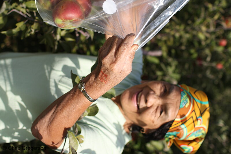 Photo of Irene Corpuz at Apple Farm in the US(7800)