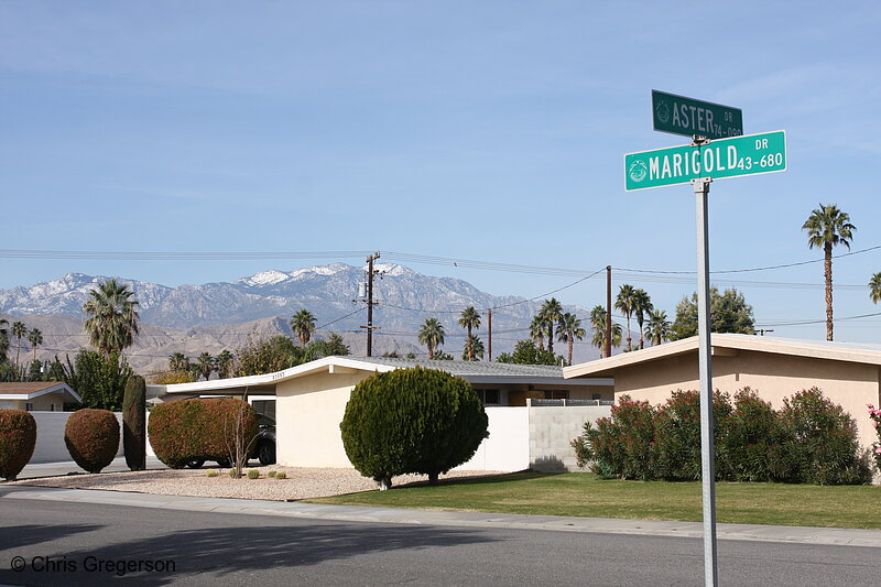 Photo of Aster and Marigold, Palm Desert, CA(8034)