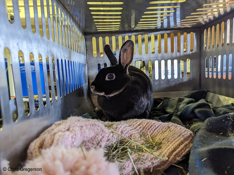 Photo of Gypsy the Rabbit in her Carrier(8358)