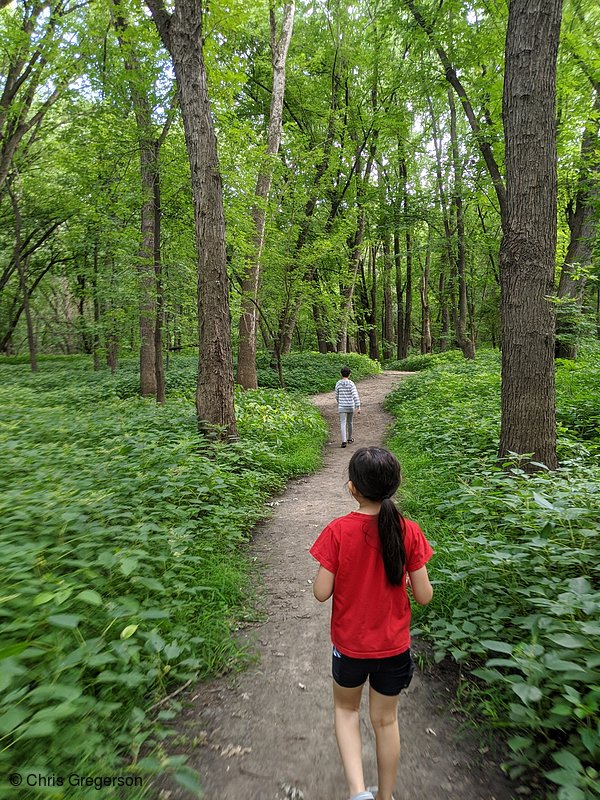 Photo of Walking Through a Hosta Grove(8400)